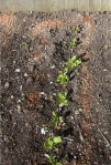 Spinach seedlings - sacrificed to the slugs and snails?